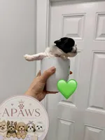 Imperial Bambam, a male Shih Tzu for sale in Fort Myers, FL – 2 of 4