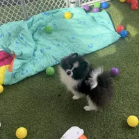 Pan Bebé, a male Pomeranian for sale in Lehigh Acres, FL – Photo 2 of 2