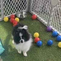 Pan Bebé, a male Pomeranian for sale in Lehigh Acres, FL – Photo 1 of 2