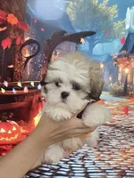 Imperial Prince Dudu, a male Shih Tzu for sale in Fort Myers, FL – 2 of 9