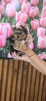 Lili-Rose Little Star, a female Yorkshire Terrier for sale in Fort Myers, FL – 3 of 10