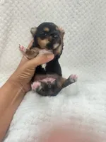 Lili-Rose Little Star, a female Yorkshire Terrier for sale in Fort Myers, FL – 2 of 4