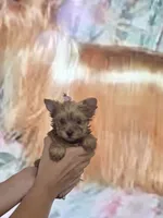 Princess Sunny, a female Yorkshire Terrier for sale in Fort Myers, FL – 6 of 9