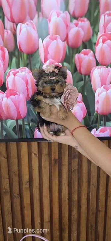 Lili-Rose Little Star – Yorkshire Terrier puppy for sale in Fort Myers, FL