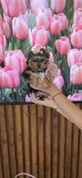 Lili-Rose Little Star, a female Yorkshire Terrier for sale in Fort Myers, FL – 1 of 10