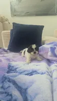 Imperial Bambam, a male Shih Tzu for sale in Fort Myers, FL – 8 of 8