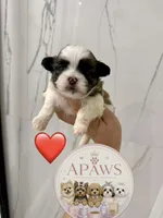 Imperial Bombom, a male Shih Tzu for sale in Fort Myers, FL – 3 of 4