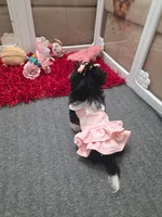 Lola, a female Shih Tzu for sale in Fort Myers, FL – 5 of 8