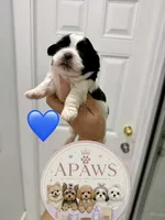 Imperial Baloo, a male Shih Tzu for sale in Fort Myers, FL – 4 of 4
