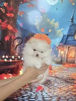 Teddy Bear Sonny, a male Pomeranian for sale in Fort Myers, FL – 3 of 10