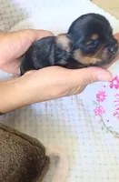 Lolita, a female Yorkshire Terrier for sale in Fort Myers, FL – 10 of 10