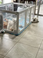 Haaland, a male Poodle - Toy  for sale in Fort Myers, FL – 3 of 10