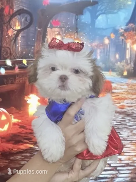 Imperial Princess BuBu  – Shih Tzu puppy for sale in Fort Myers, FL