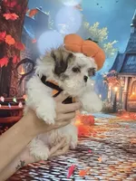 Imperial Prince Dudu, a male Shih Tzu for sale in Fort Myers, FL – 3 of 9
