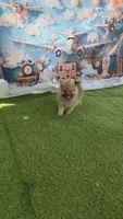 CKC Toto chan, a male Pomeranian for sale in Fort Myers, FL – 2 of 3