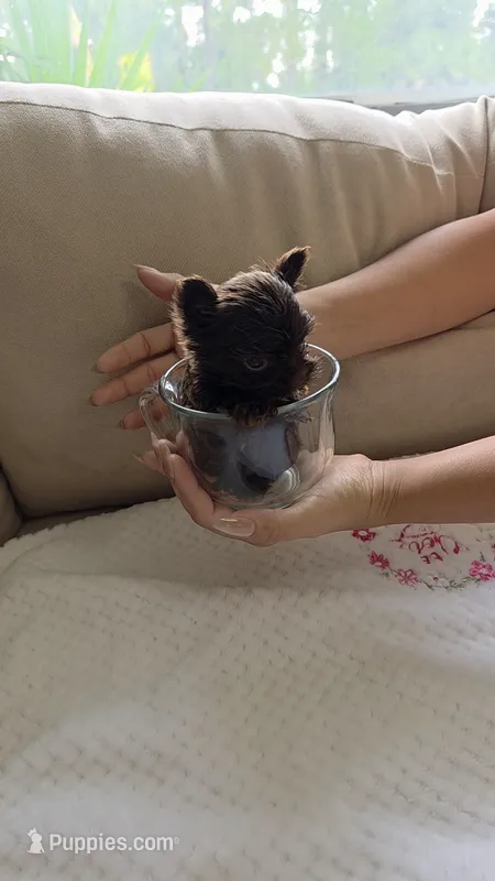 Teacup Chocolat au lait – Yorkshire Terrier puppy for sale in Fort Myers, FL