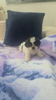 Imperial Bambam, a male Shih Tzu for sale in Fort Myers, FL – 2 of 8