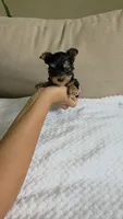 Teacup Molly, a female Yorkshire Terrier for sale in Fort Myers, FL – 6 of 6