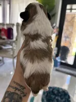 Bubba, a male Shih Tzu for sale in Fort Myers, FL – 3 of 6