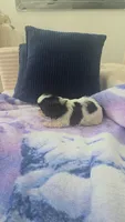 Imperial Bambam, a male Shih Tzu for sale in Fort Myers, FL – 5 of 8