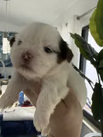 Imperial Princess BuBu , a female Shih Tzu for sale in Fort Myers, FL – 3 of 7