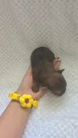 Prince Shunshine, a male Yorkshire Terrier for sale in Fort Myers, FL – 9 of 9