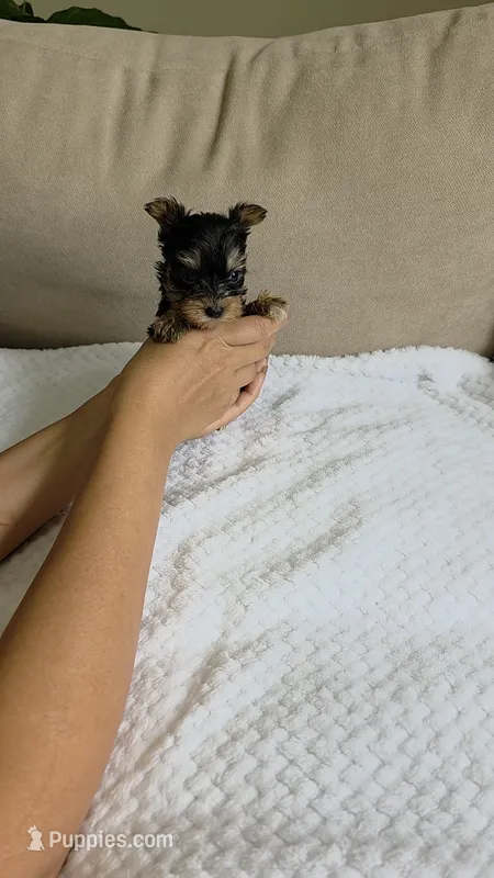 Teacup Molly – Yorkshire Terrier puppy for sale in Fort Myers, FL