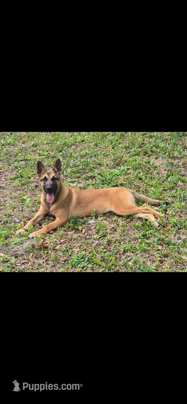 Honcho – Belgian Malinois puppy for sale in North Brooksville, FL