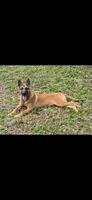 Honcho, a male Belgian Malinois for sale in North Brooksville, FL – Photo 1 of 4