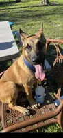 Honcho, a male Belgian Malinois for sale in North Brooksville, FL – Photo 4 of 4