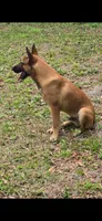 Honcho, a male Belgian Malinois for sale in North Brooksville, FL – Photo 2 of 4
