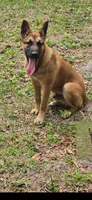 Honcho, a male Belgian Malinois for sale in North Brooksville, FL – Photo 3 of 4