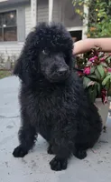 Ken Ken, a male Poodle - Standard  for sale in North Brooksville, FL – 8 of 8