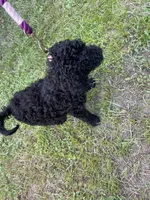 Ken Ken, a male Poodle - Standard  for sale in North Brooksville, FL – Photo 5 of 5