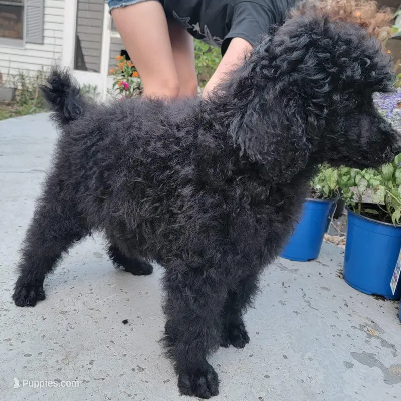 Ken Ken – Poodle - Standard  puppy for sale in North Brooksville, FL