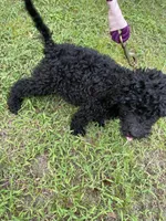 Ken Ken, a male Poodle - Standard  for sale in North Brooksville, FL – Photo 4 of 5