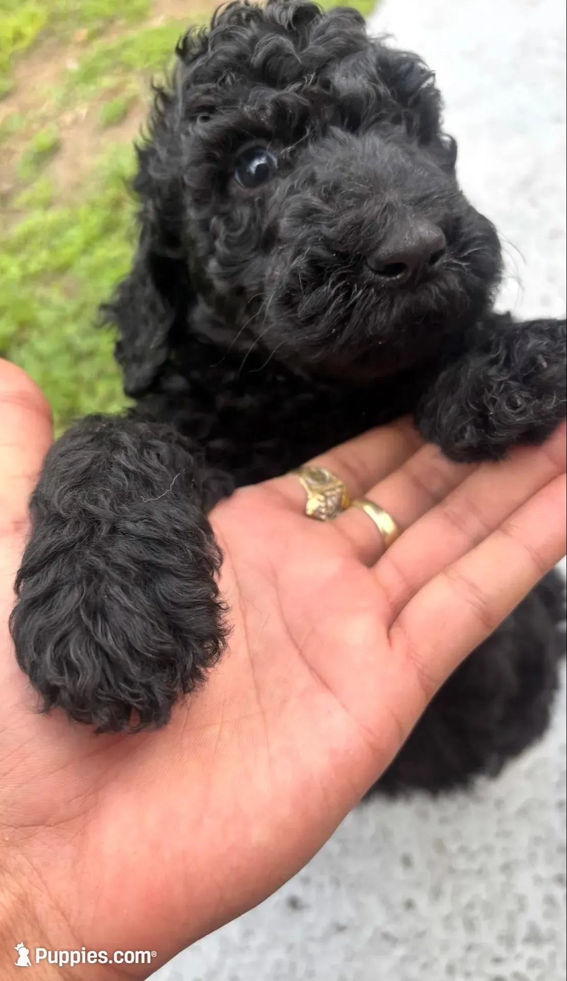 Ken Ken, a male Poodle - Standard  for sale in North Brooksville, FL – 2 of 8