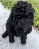 Ken Ken, a male Poodle - Standard  for sale in North Brooksville, FL – Photo 2 of 5