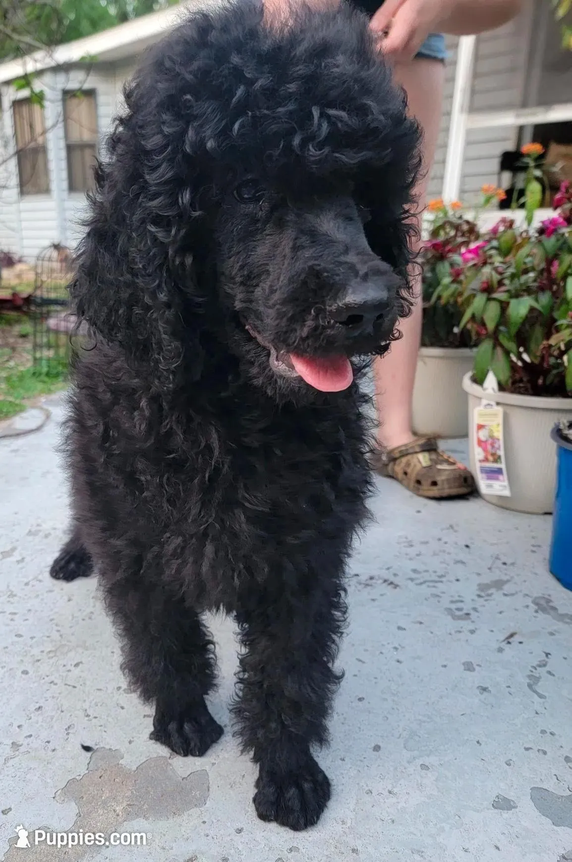 Ken Ken, a male Poodle - Standard  for sale in North Brooksville, FL – 3 of 8