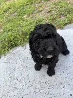 Ken Ken, a male Poodle - Standard  for sale in North Brooksville, FL – Photo 3 of 5