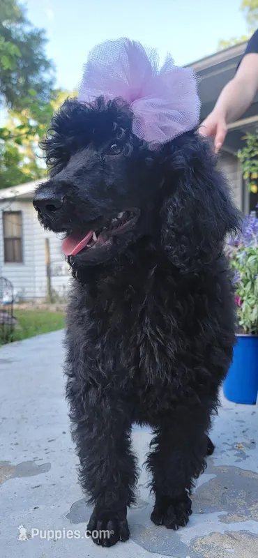 Ken Ken – Poodle - Standard  puppy for sale in North Brooksville, FL
