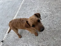 Baby girl, a female Chihuahua and Miniature Dachshund for sale in North Brooksville, FL – Photo 5 of 5
