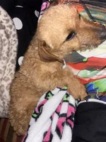 Baby girl, a female Chihuahua and Miniature Dachshund for sale in North Brooksville, FL – Photo 4 of 5