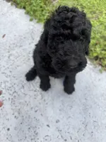 Barbie Doll, a female Poodle - Standard  for sale in North Brooksville, FL – Photo 4 of 7