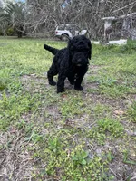 Barbie Doll, a female Poodle - Standard  for sale in North Brooksville, FL – Photo 7 of 7
