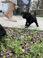 Barbie Doll, a female Poodle - Standard  for sale in North Brooksville, FL – Photo 6 of 7