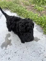 Barbie Doll, a female Poodle - Standard  for sale in North Brooksville, FL – Photo 2 of 7