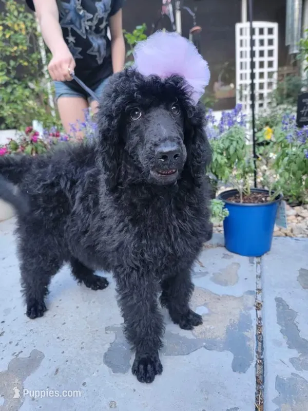 Barbie Doll – Poodle - Standard  puppy for sale in North Brooksville, FL