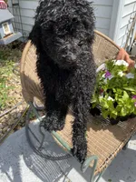 Barbie Doll, a female Poodle - Standard  for sale in North Brooksville, FL – Photo 5 of 7