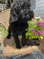 Barbie Doll, a female Poodle - Standard  for sale in North Brooksville, FL – Photo 3 of 7